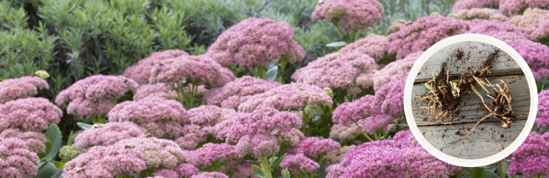 sedum blooms with roots