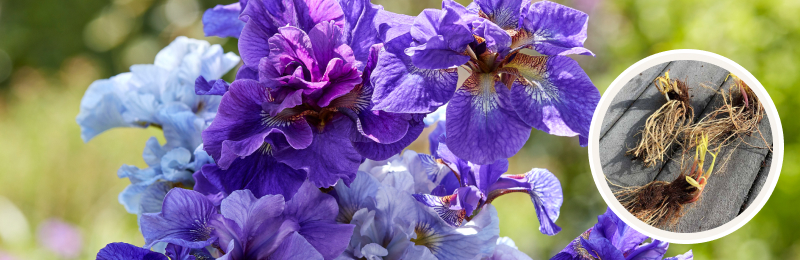 siberian iris blooms with bulbs