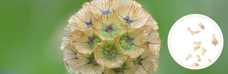 Starflower Seeds