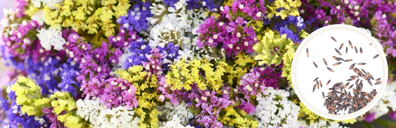 close up of tiny delicate bundles of yellow, pink, purple, and white flowers with a circle with seeds