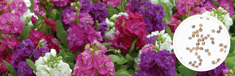 pink, purple and white stock blooms with seeds