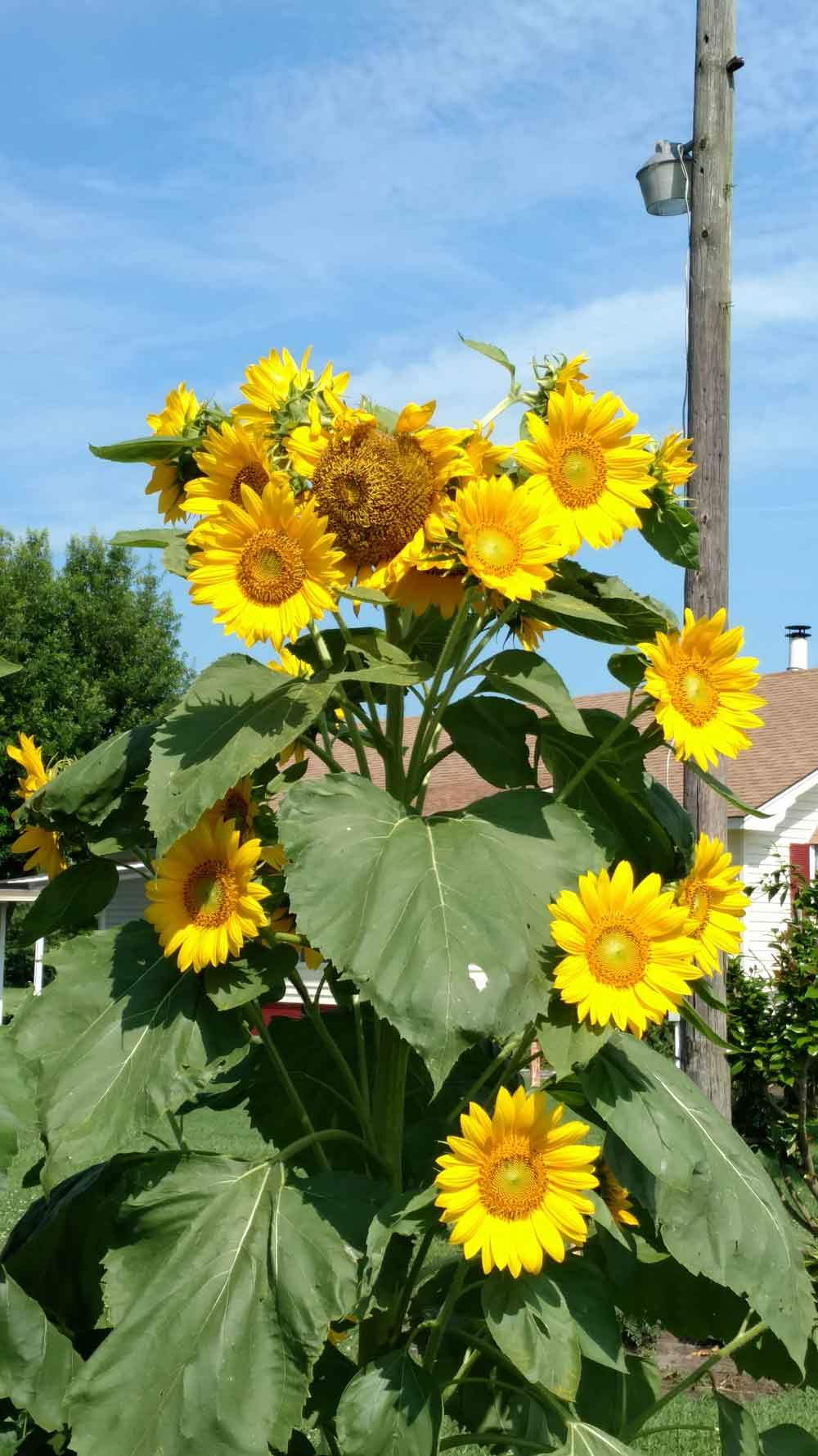 Sunflowers