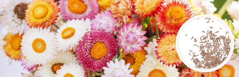 close up of orange, yellow, white, and pink strawflowers with multiple layers of petals with a circle with seeds