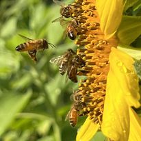 bees pollinating sunflower