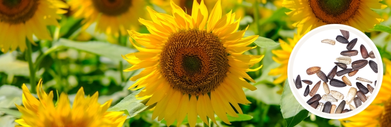 large sunflower in the center with other sunflowers and leaves blurred in the background with a circle with seeds.