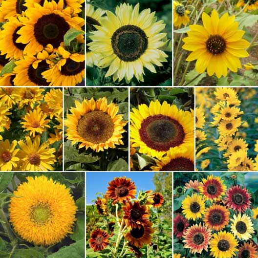 sunflower seed varieties