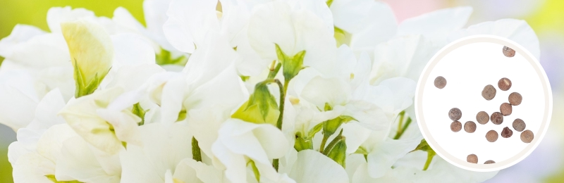 close up of soft white sweet pea flowers with a circle of seeds