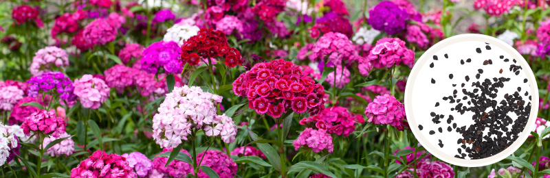 Sweet William/Dianthus flowers in several shades of pink with seeds