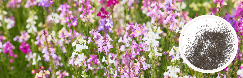 Toadflax Seeds