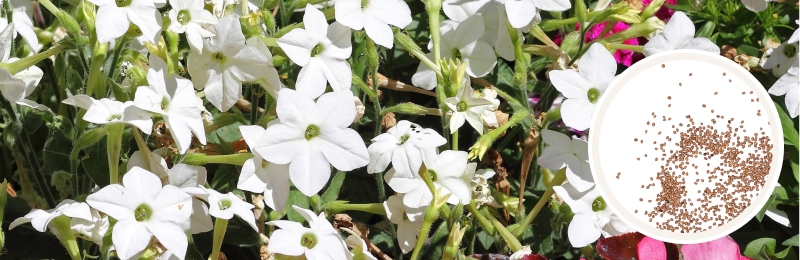 small white star-shaped tobacco flowers with green foliage with a circle with seeds