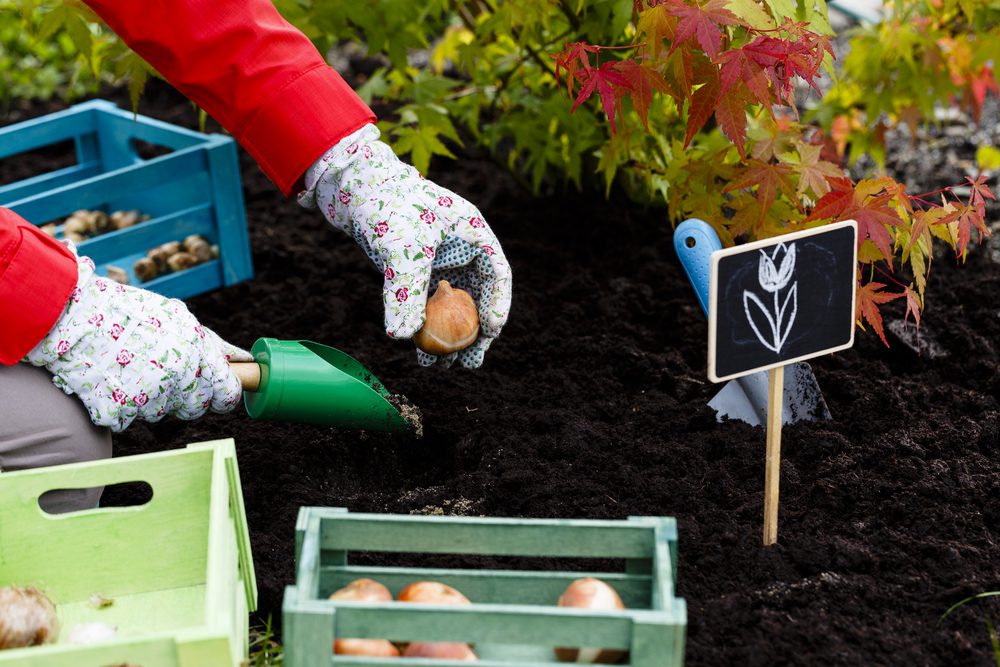 Gloved hands planting a bulb in the dirt with a shovel in the other hand. Crates of bulbs surround the planting area and green and red leaved plants in the backgorund.