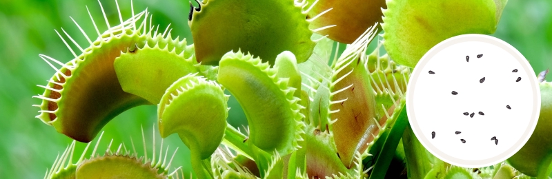 Venus Flytrap Seeds