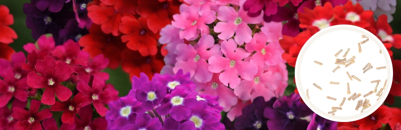 close up of bundles of small pink, purple, and red verbena flowers with a circle with seeds