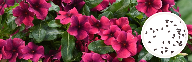 Several deep pink 5-petaled Vinca flowers with darker centers and dark green leaves surrounding the flowers and a circle with seeds