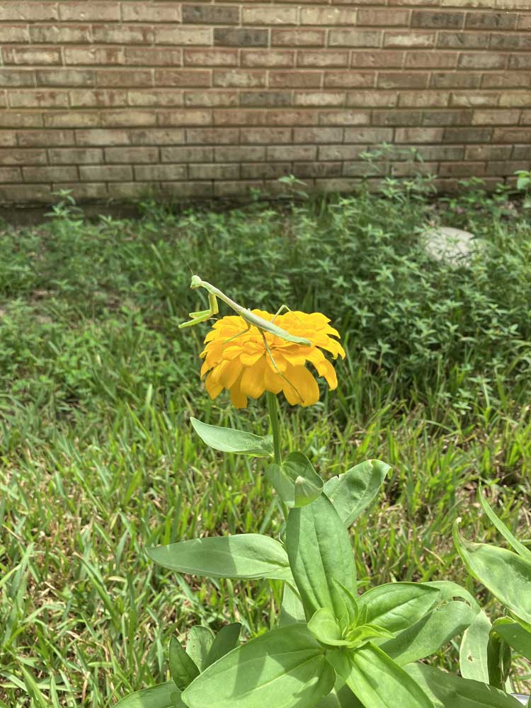 walking stick on zinnia