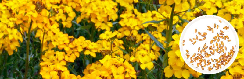 bundles of small yellow wallflowers with green foliage with a circle with seeds