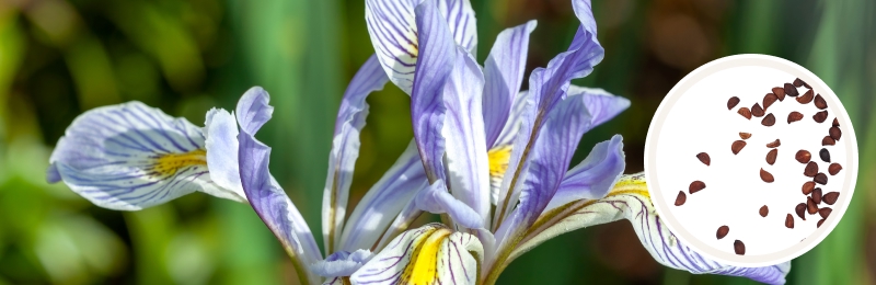 Wild Blue Iris Seeds