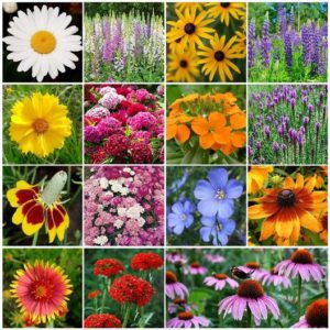 grid of different colored flowers