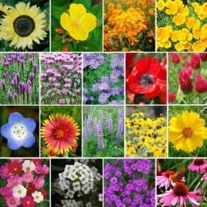 grid of different colored flowers