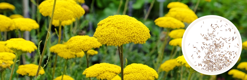 Delicate bright yellow flowers in an umbel shape atop tall stalks with green foliage in the background with a circle with seeds