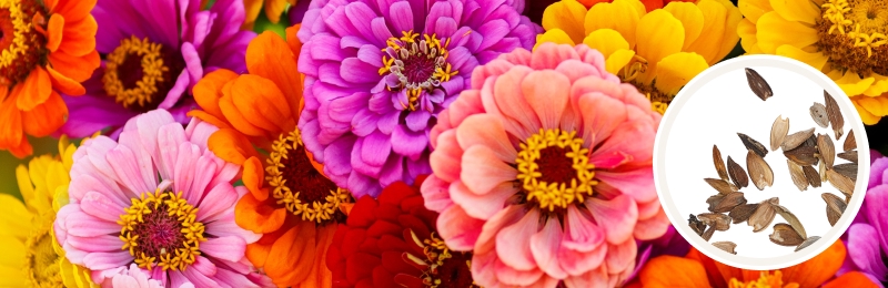 close up of bright purple, orange, pink, and gold flowers with multiple layers of petals and yellow florets outlining the center with a circle with seeds