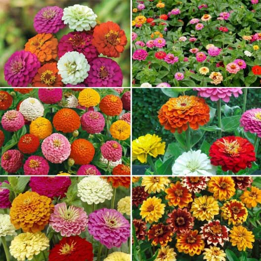 zinnia seed varieties