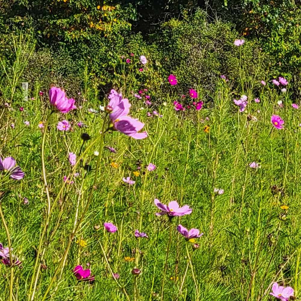 Cosmos Happiness