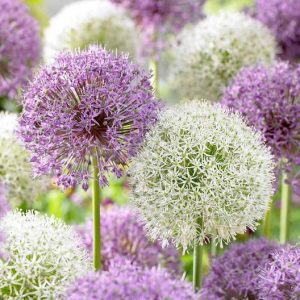 purple and white allium blooms