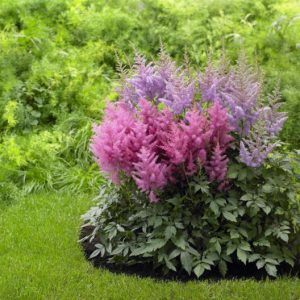 pink and purple astilbe blooms