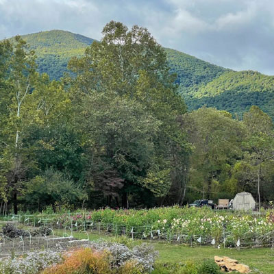 mountain and field with flowers on the Bloom WNC farm before Helene