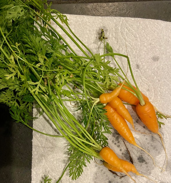 My cool carrot crops!