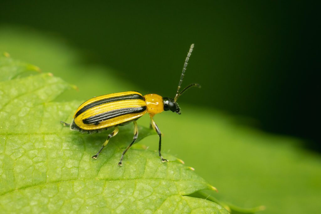 yellow and black beetle on green leaf