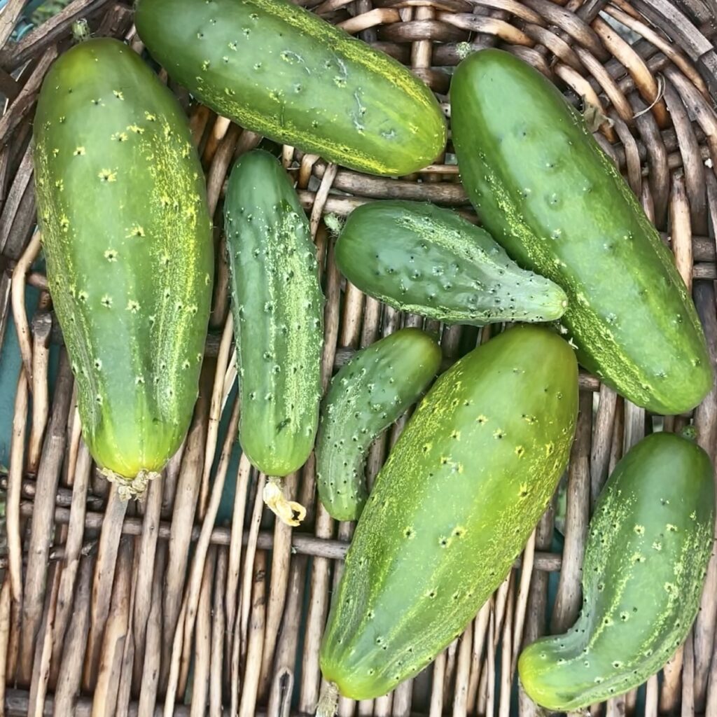 cucumbers in basket