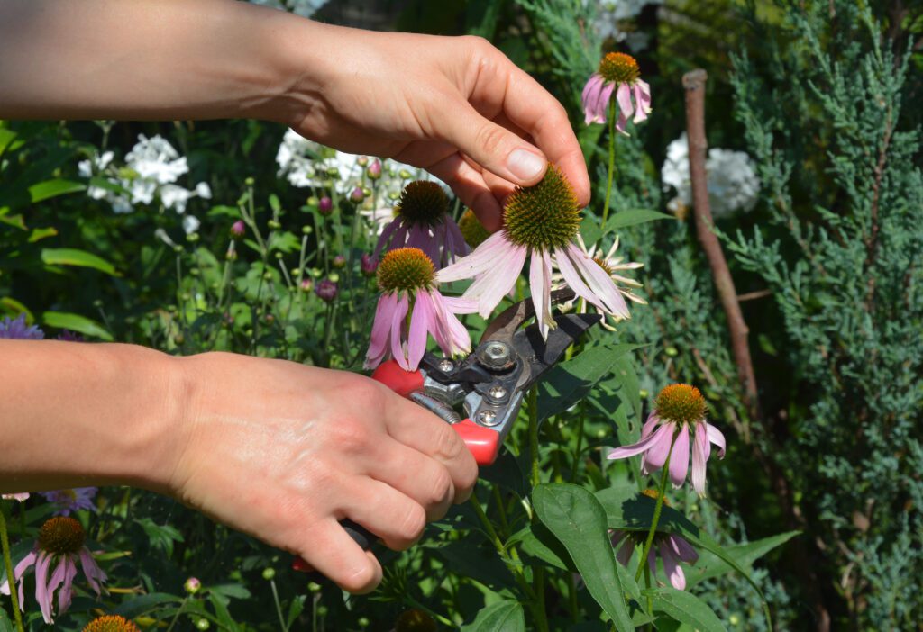 two hands with scissors cutting top of flower bloom