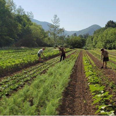 workers in a field with mountains in background on Flying Cloud Farm before Helene