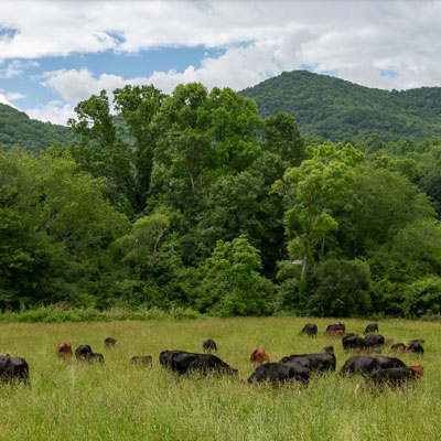 mountain in background with a field of grazing cattle at Hickory Nut Gap Farm before Helene