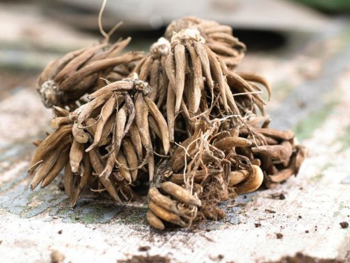 How to Grow Ranunculus