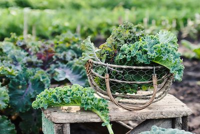 kale in a basket on a bench in a garden