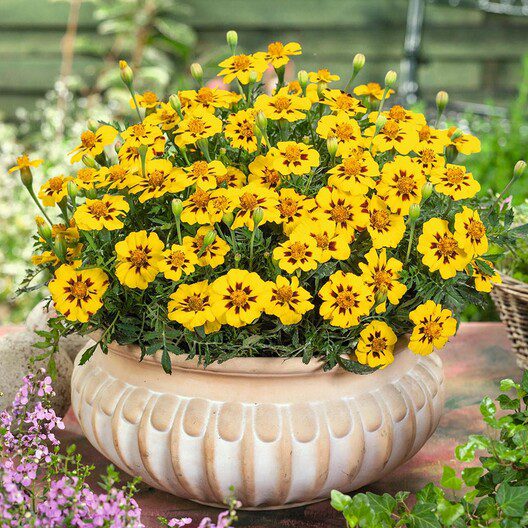 yellow marigold blooms in pot