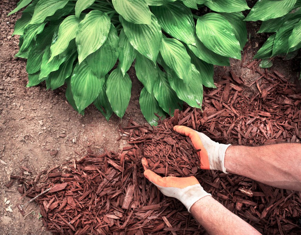 two hands in mulch below hosta foliage