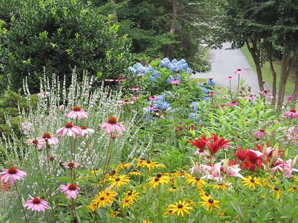 echinacea, lilies and black eyed susans in a garden along a road