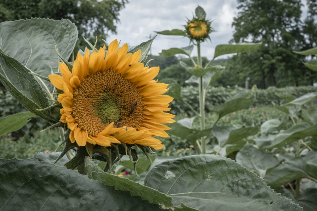 sunflower in field