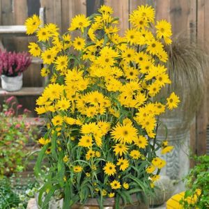 small sunflowers in pot