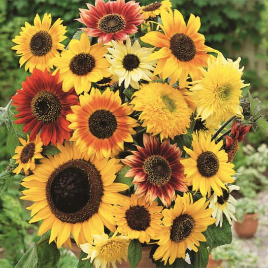 various sunflowers