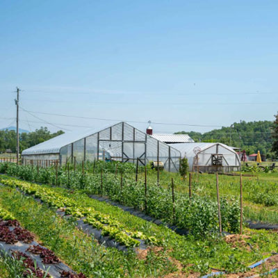 rows of vegetables with large green house in the background at Ten Acre Farm in NC before Helene