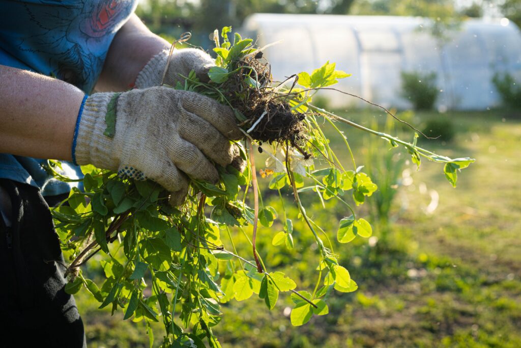 two hands weeding in garden