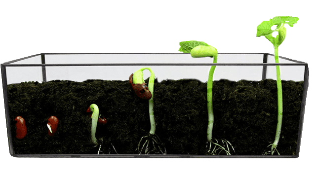 bean seed sprouting in dirt in a clear container