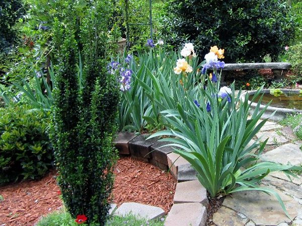 bearded iris lining a stone walkway