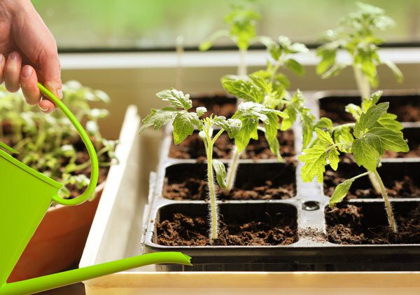 seedlings and water can