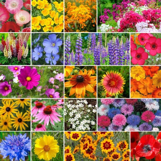 grid of flowers